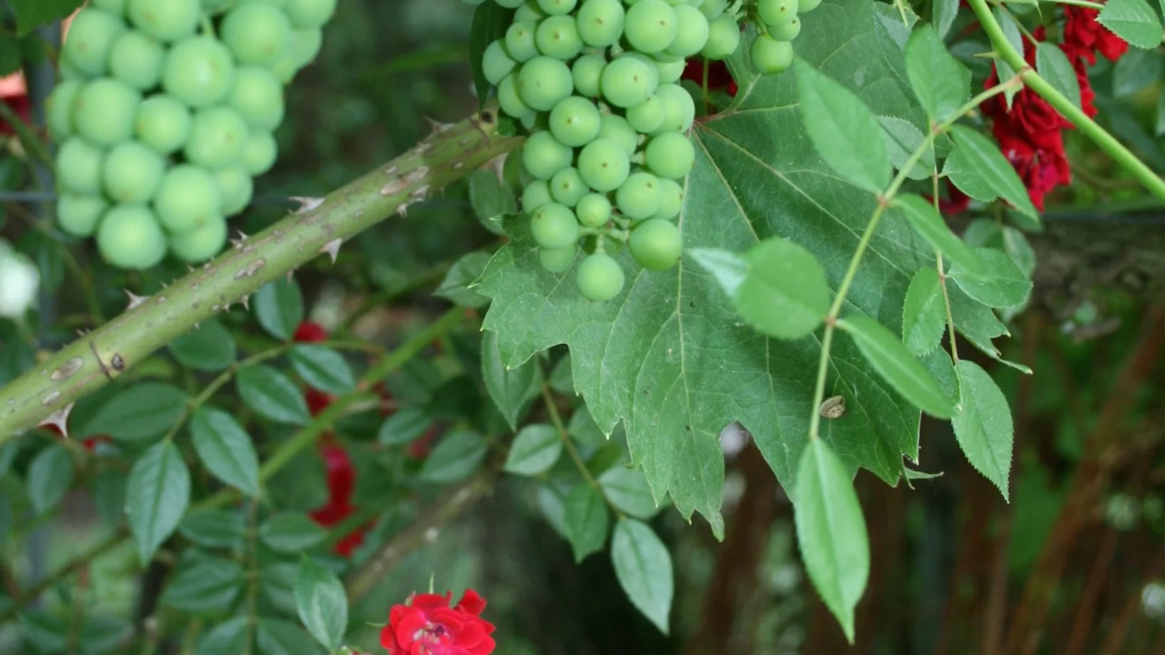 Pflanzen stärken, damit sie robust und gesund bleiben