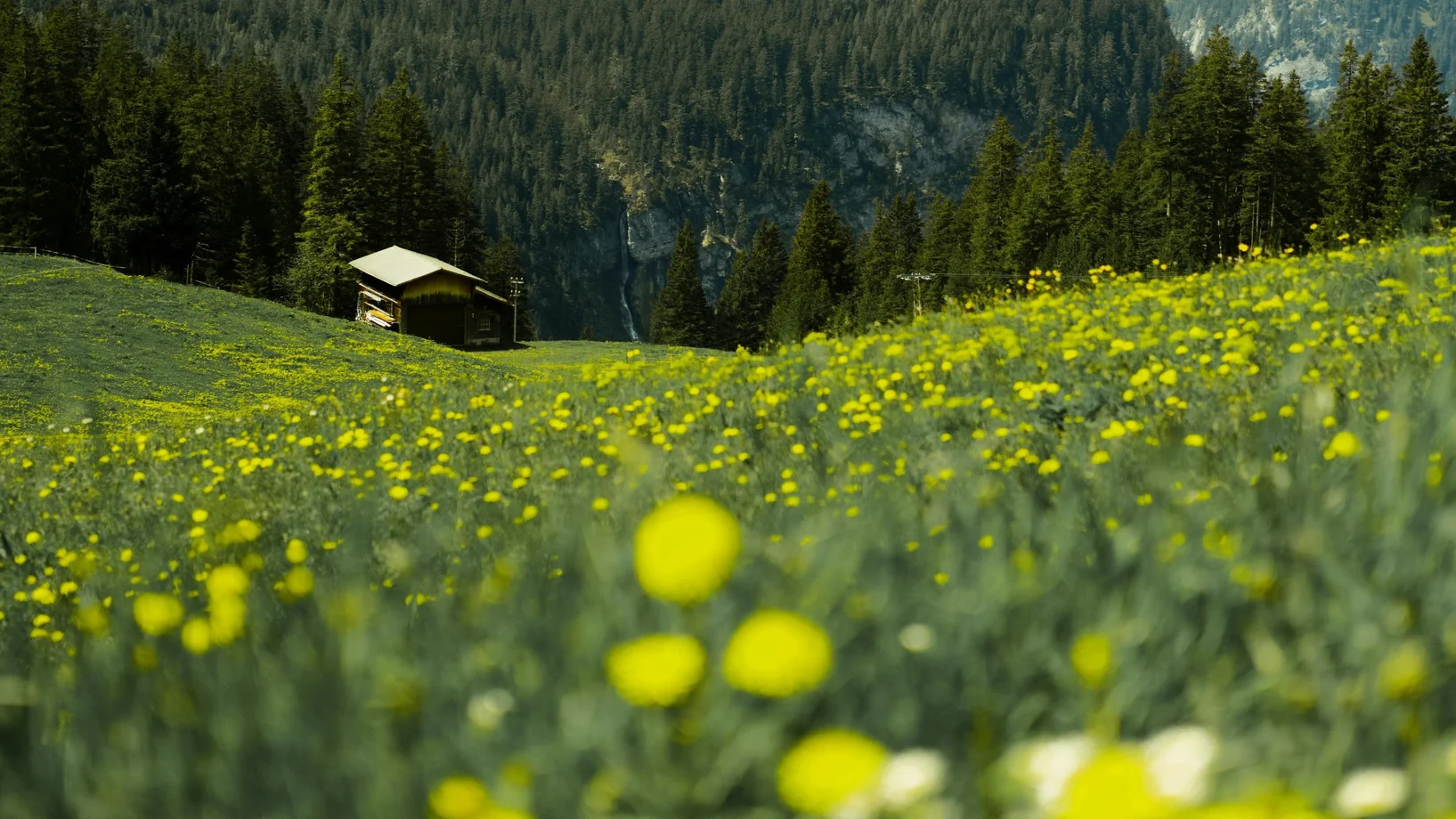 Stall mit Löwenzahnwiese