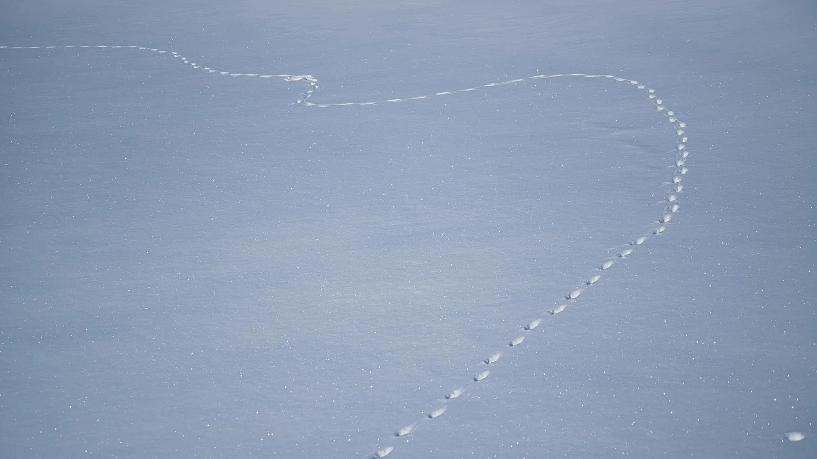 Tierspuren im Schnee
