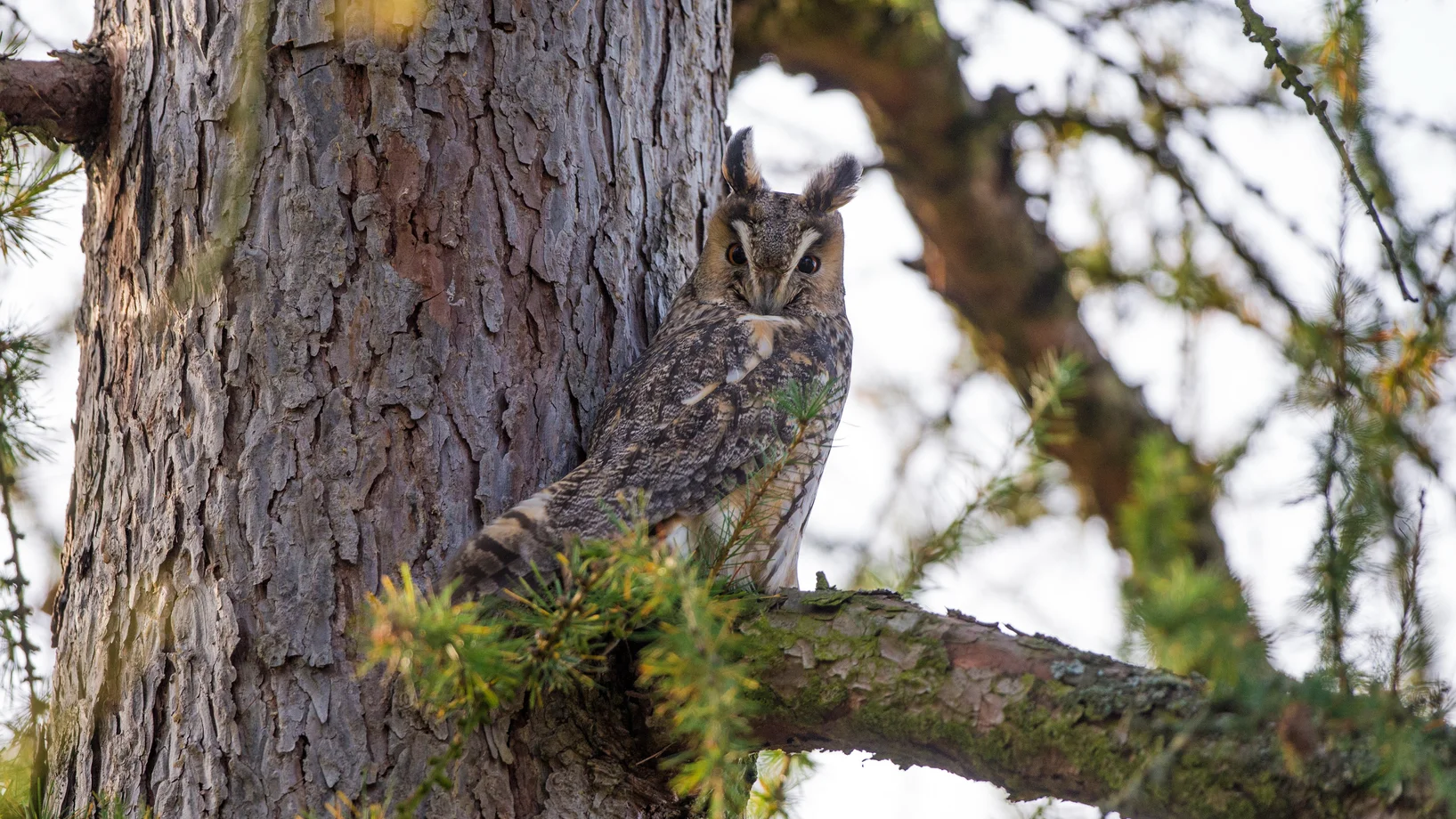 Eine Waldohreule sitzt auf einem Ast, nahe am Baumstamm