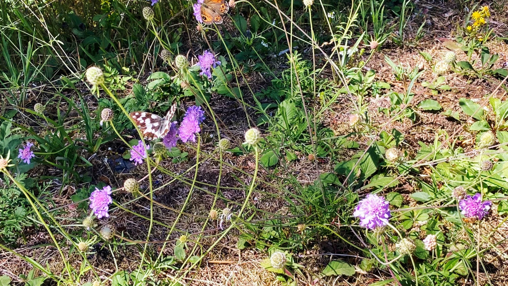 Ein dauerhaft fruchtbarer Boden ist des Gärtners höchstes Gut.