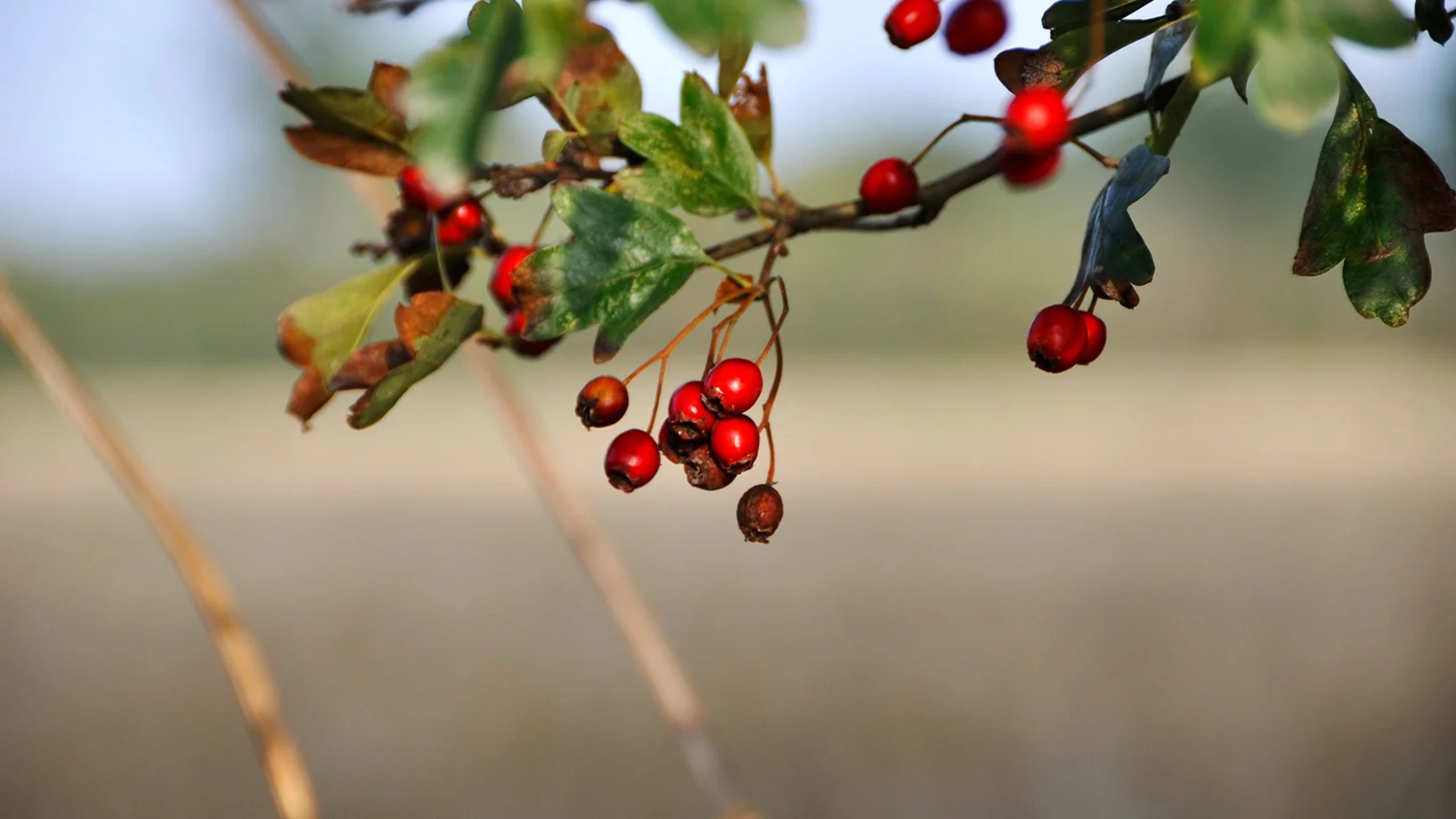 Entdecke die Welt der Wildfrüchte, Weissdorn, Hagebutten und Co.