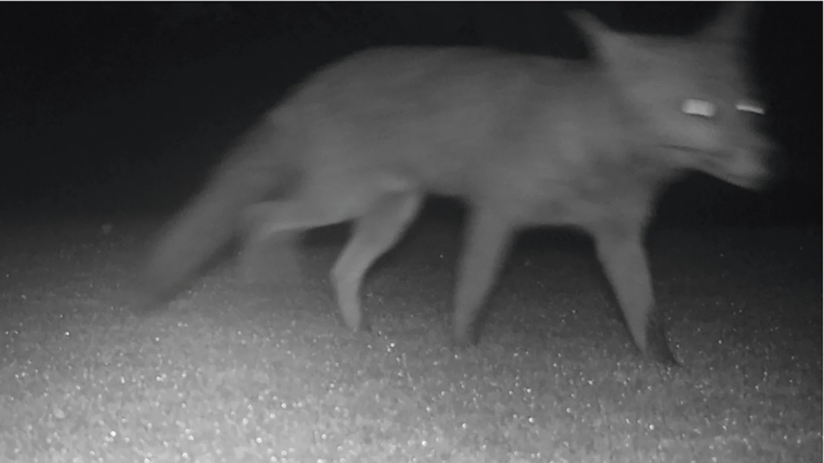 Fuchs Wildtierkamera