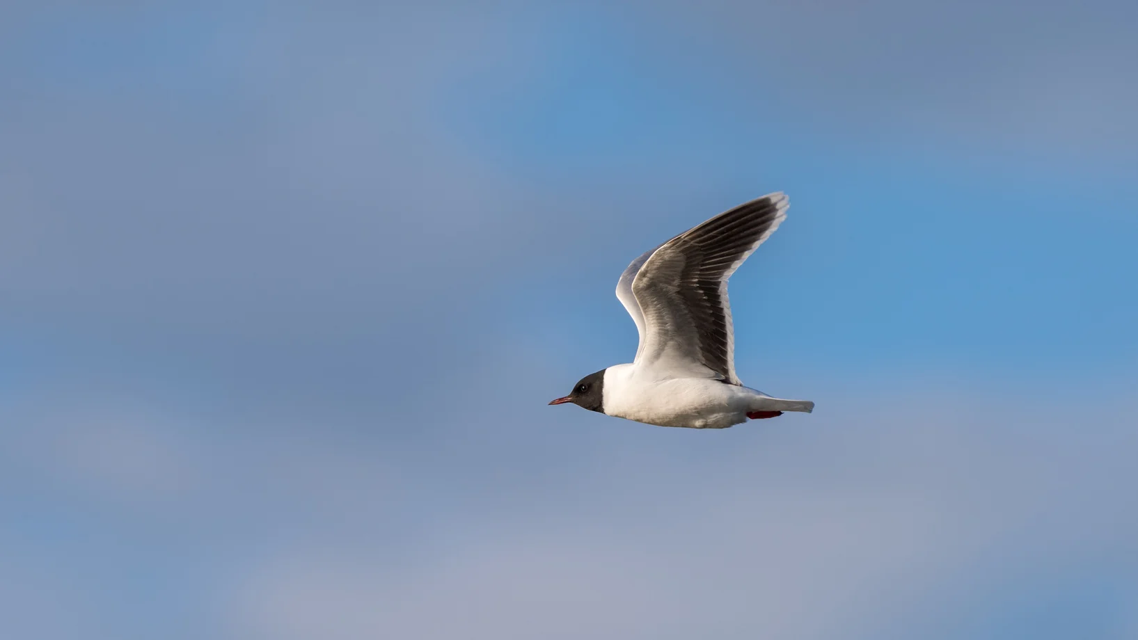 Das Bild zeigt eine fliegende Zwergmöwe