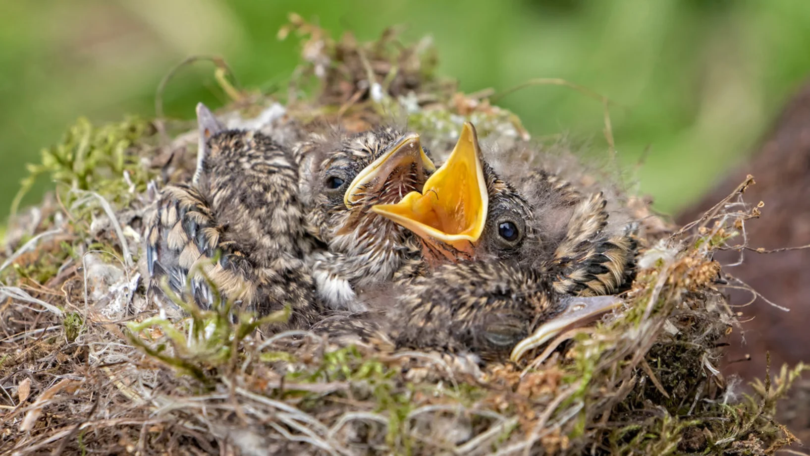 Pflegestation Grauschnäpper 
