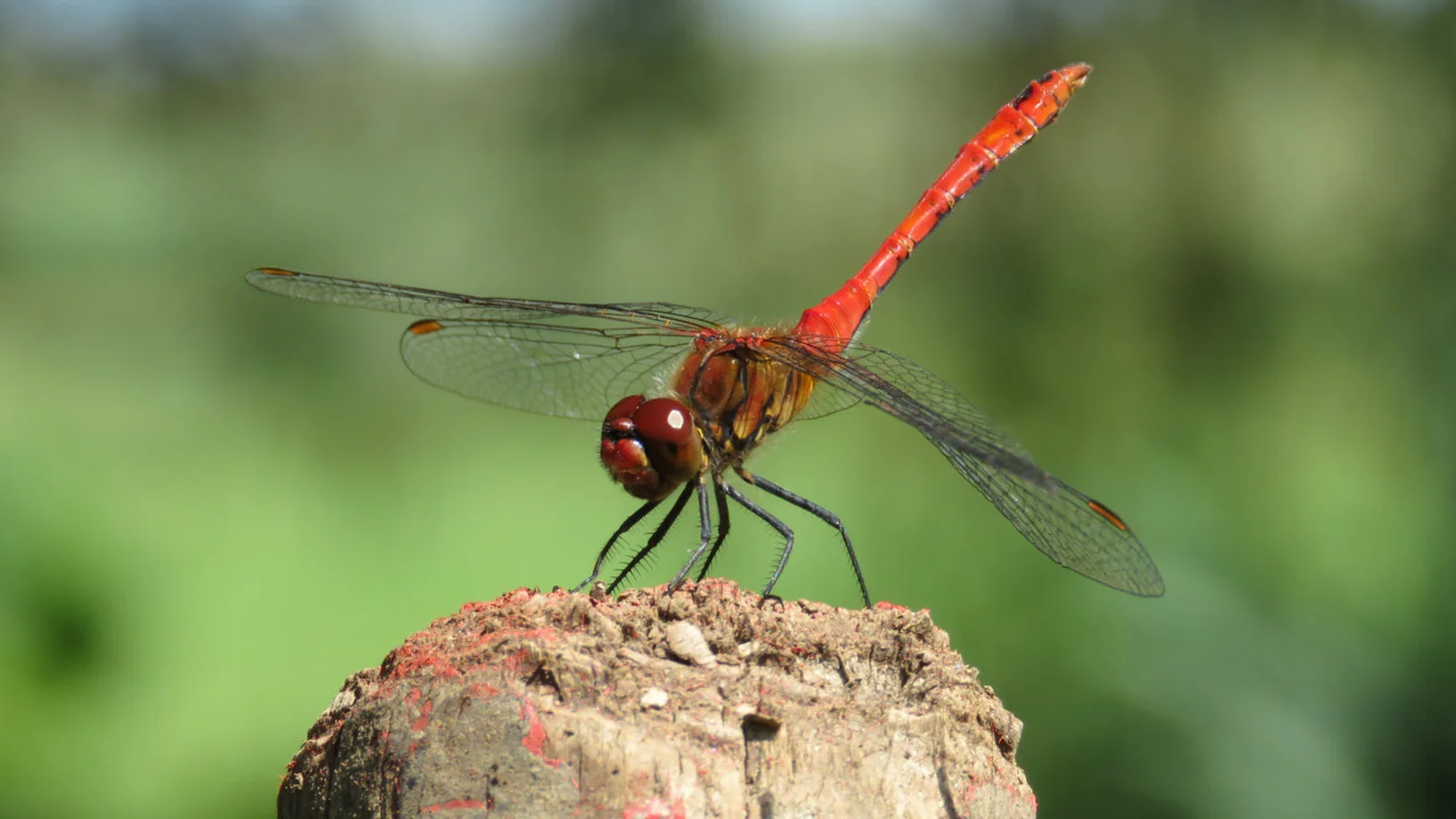 Blutrote Heidelibelle