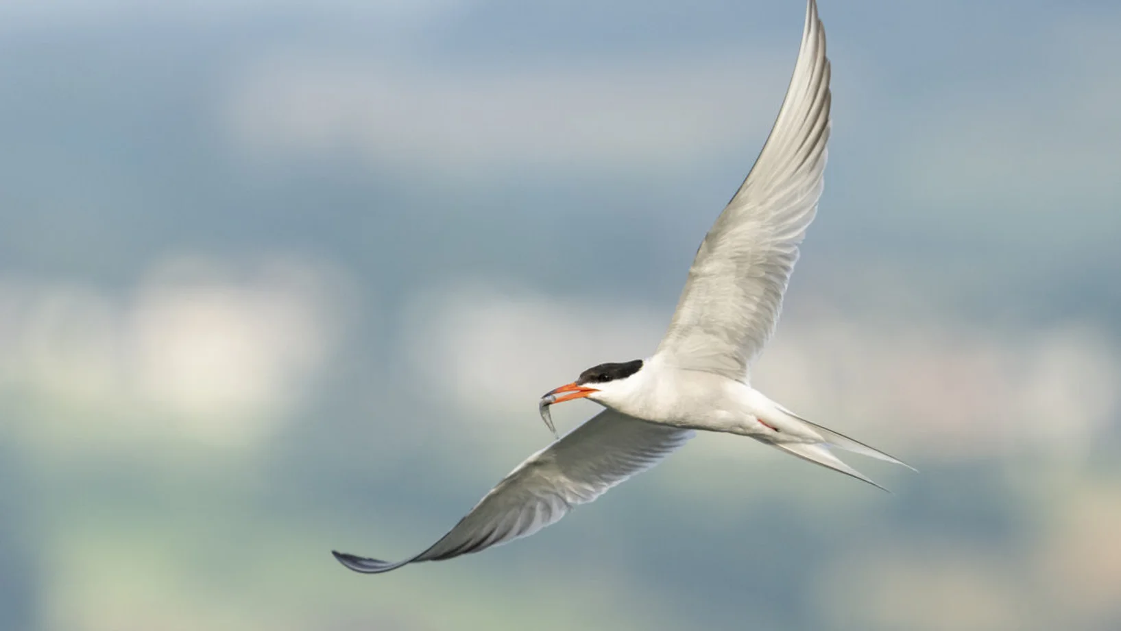 Flussseeschwalbe  / Vogelwarte Besuchszentrum 
