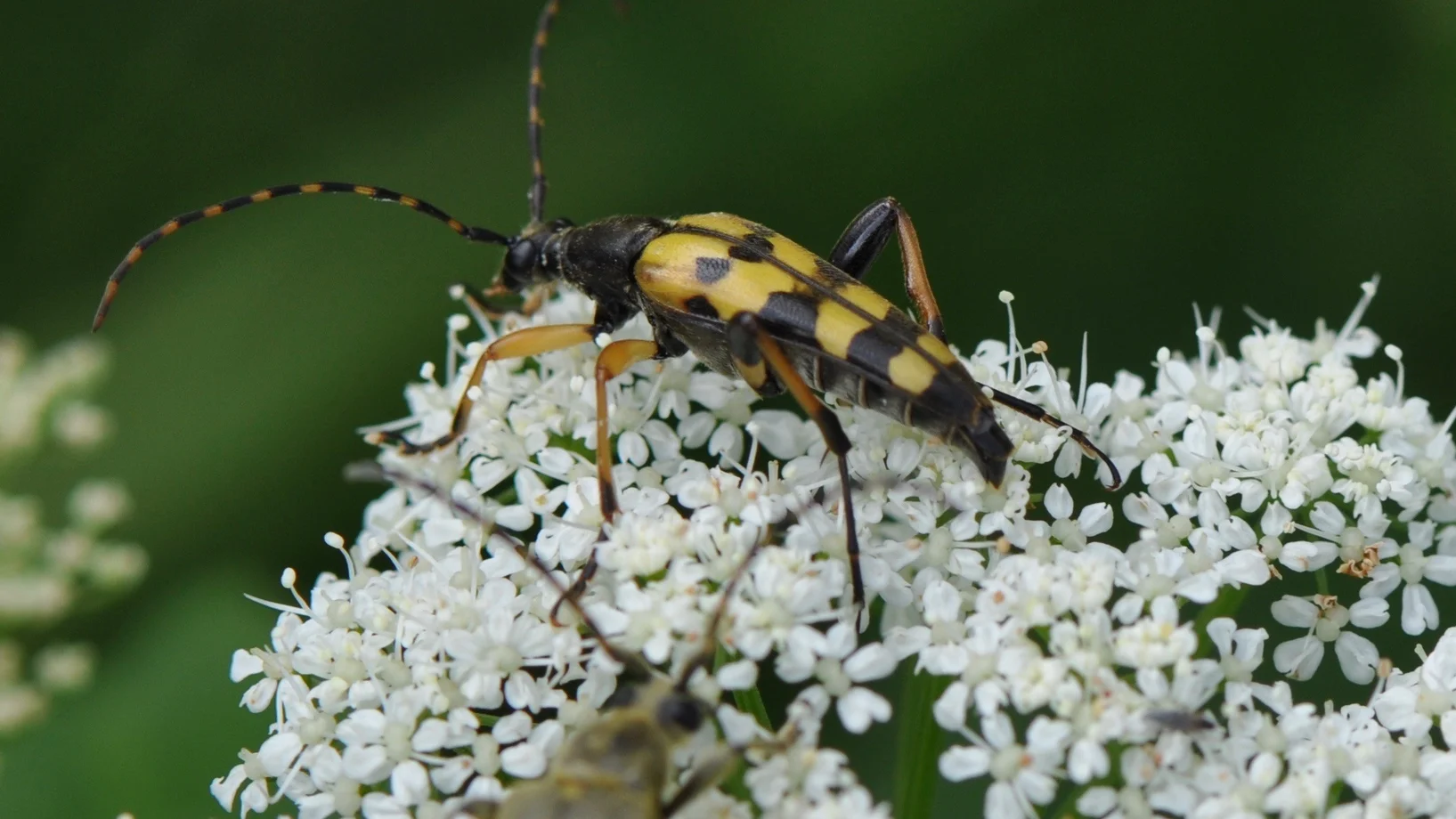 gefleckter Schmalbock