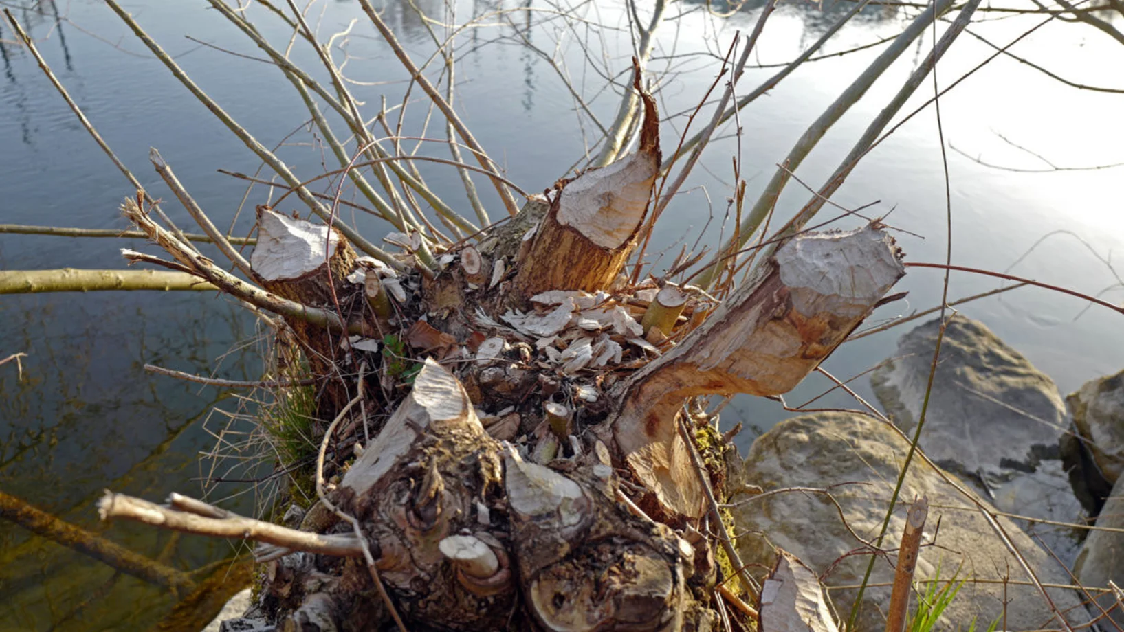 Unterwegs im Biberrevier