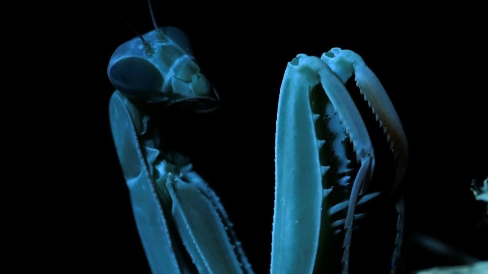 Gottesanbeterin im UV-Licht