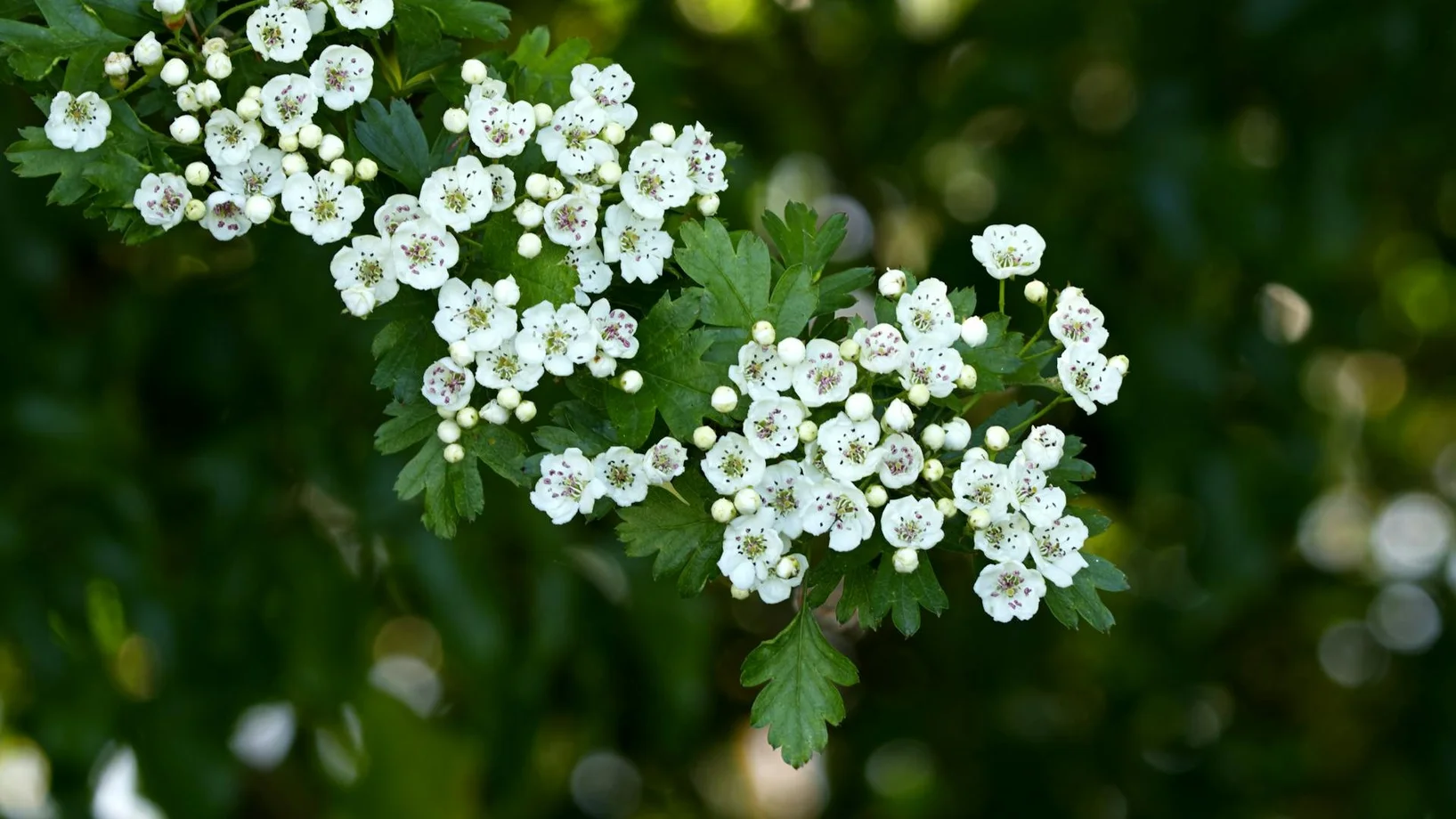 Blühender Weissdorn