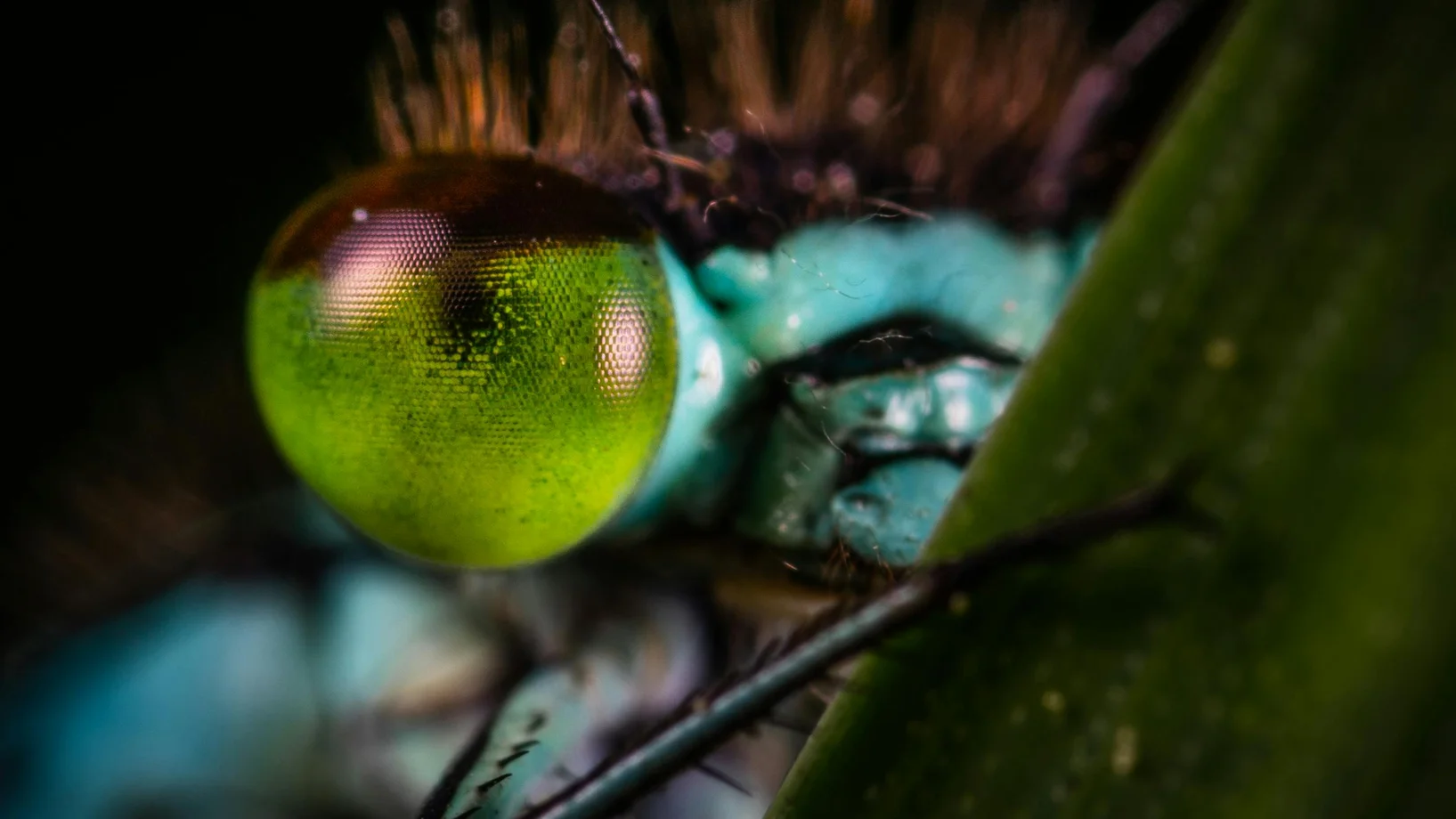Close-up of a dragonfly showcasing its vibrant green eye and intricate textures.