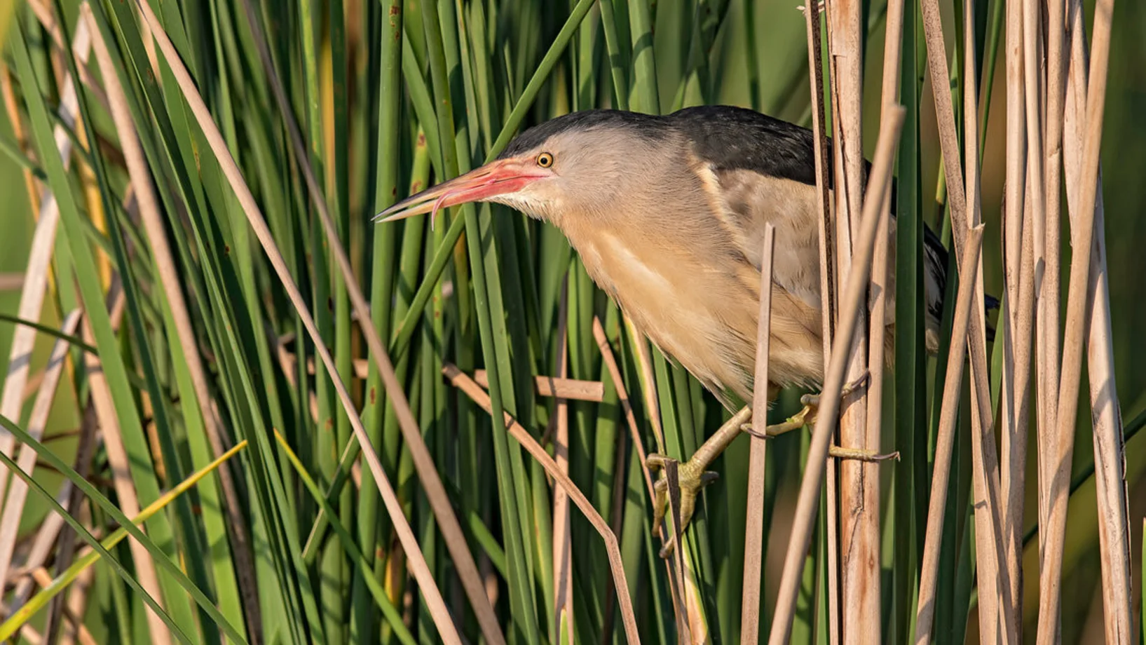 Sommer mit den Ranger/-innen