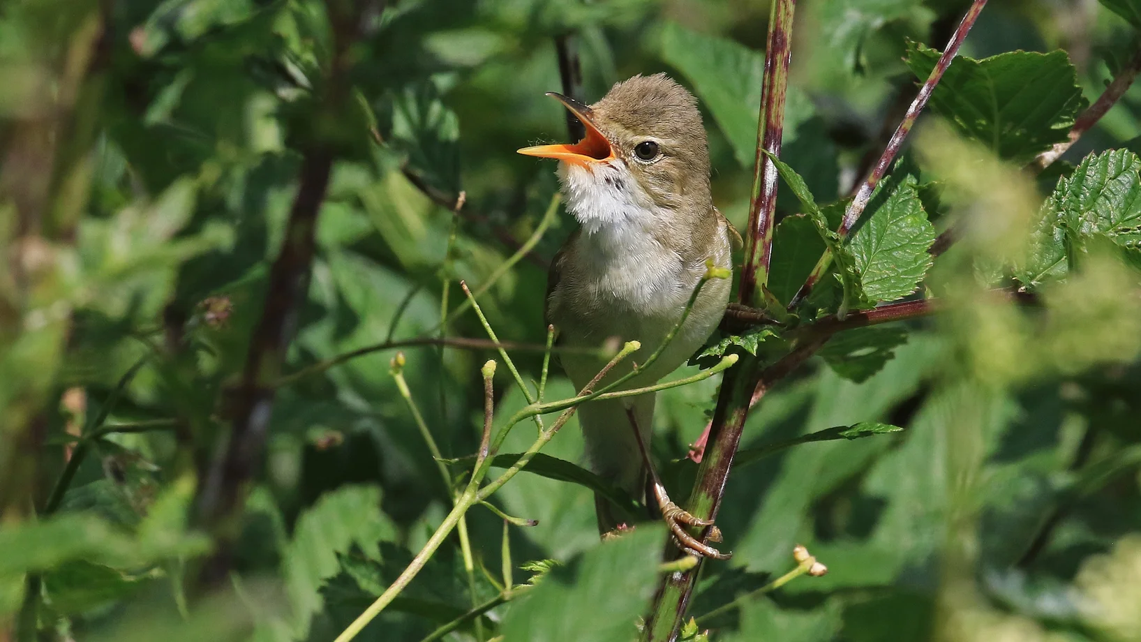 Sumpfrohrsänger (Vogel)
