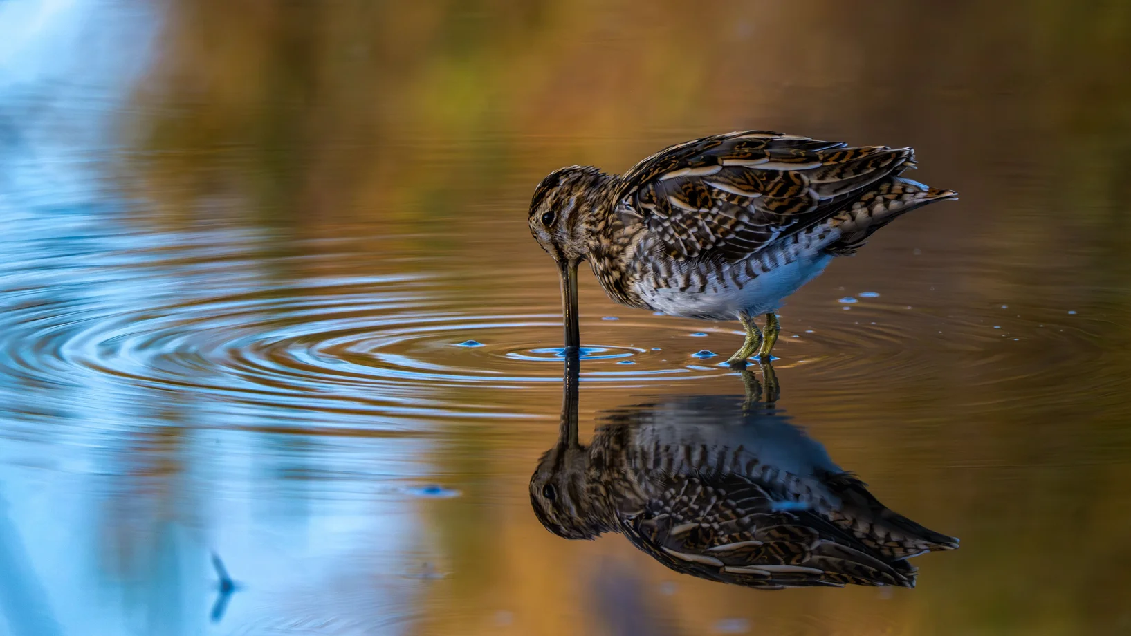 Auf dem Bild sieht man eine Bekassine. Sie steht im seichten Wasser und stochert mit ihrem langen Schnabel darin herum.