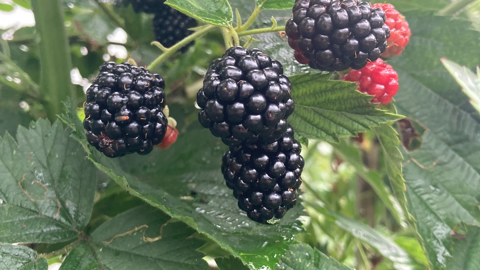 Brombeeren