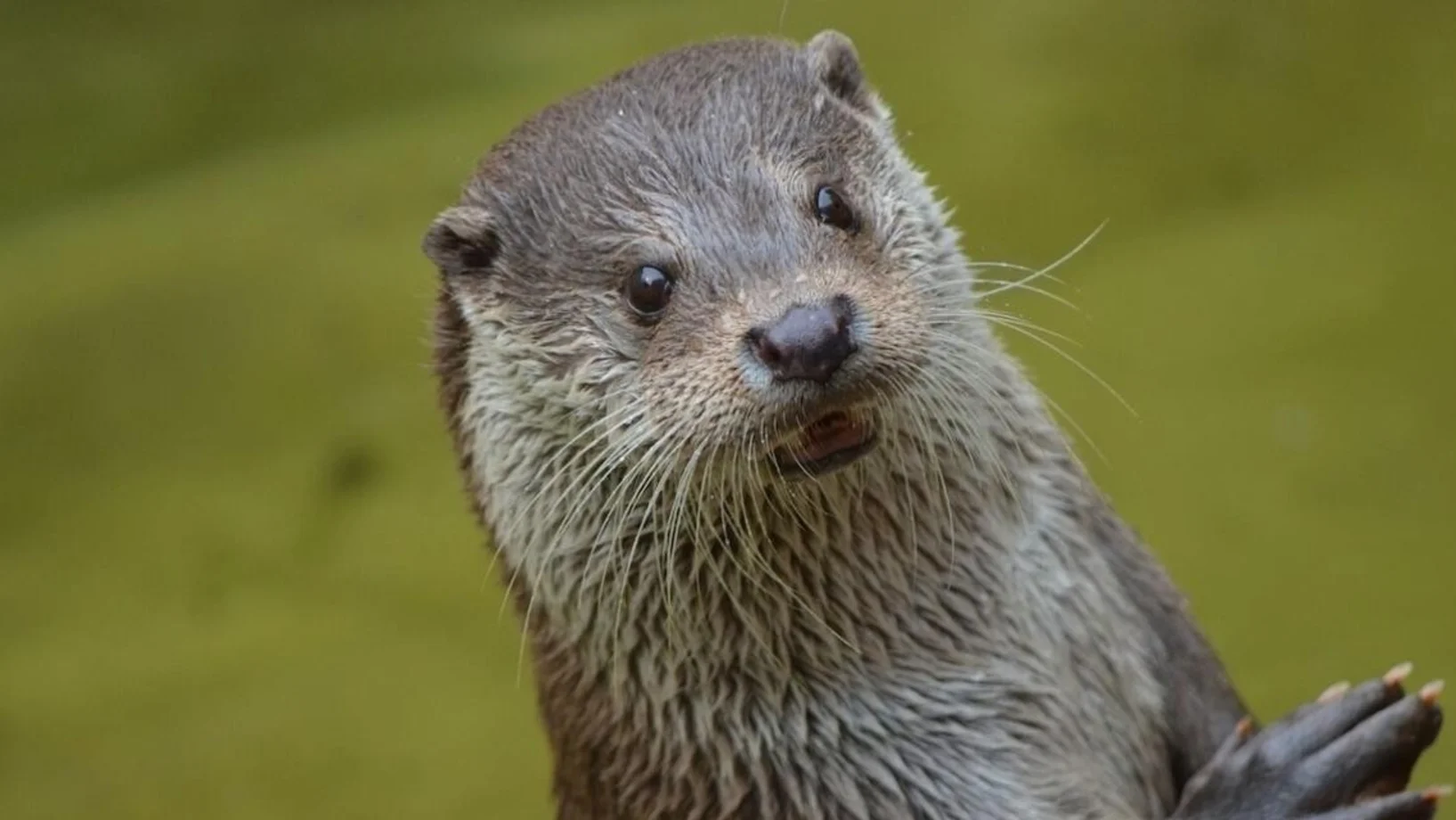 Auf dem Bild sieht man den Kopf eines Fischotters
