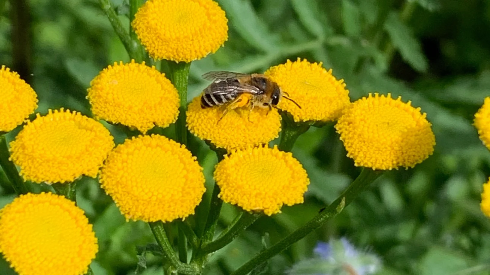Biene auf Löwenzahnblüte