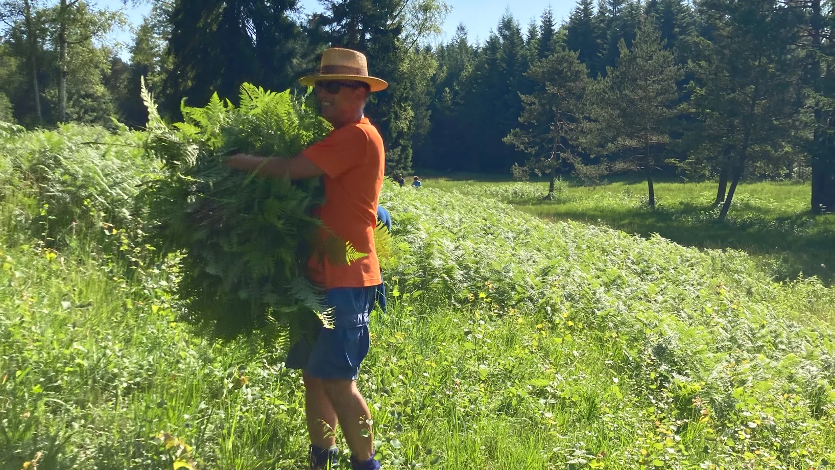 Adlerfarn ausreissen Schlittenried
