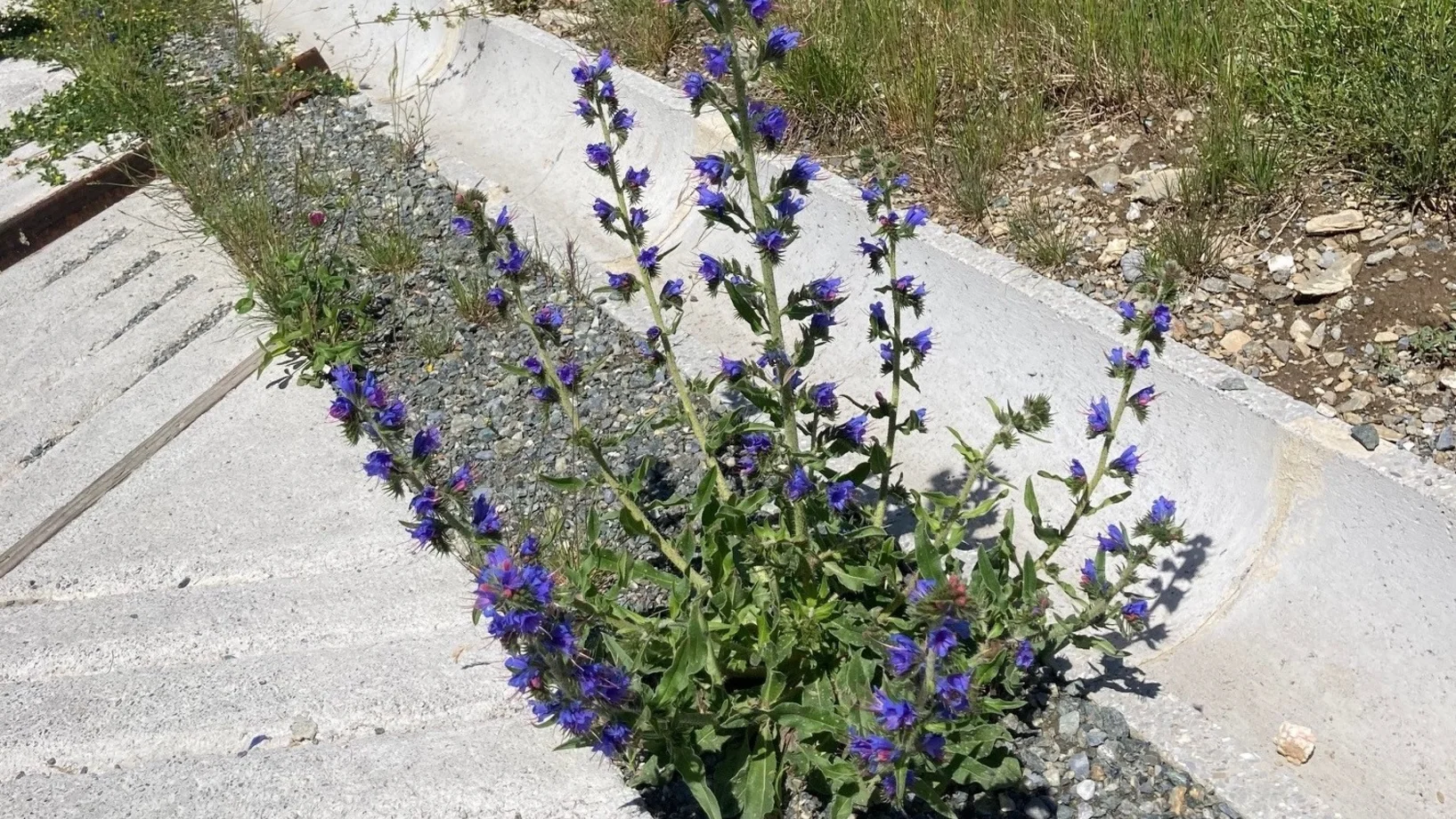 Weg mit natürlichem Bewuchs
