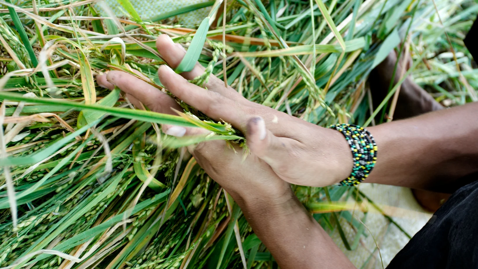 Reispflanzen und Saatgut