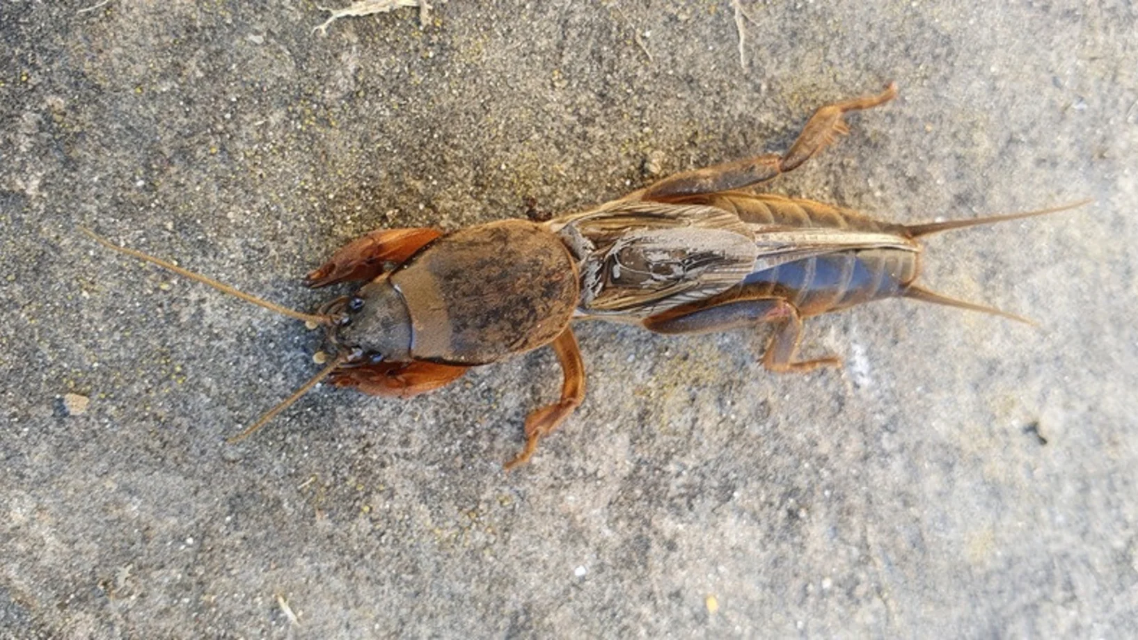 Werre; Maulwurfgrille