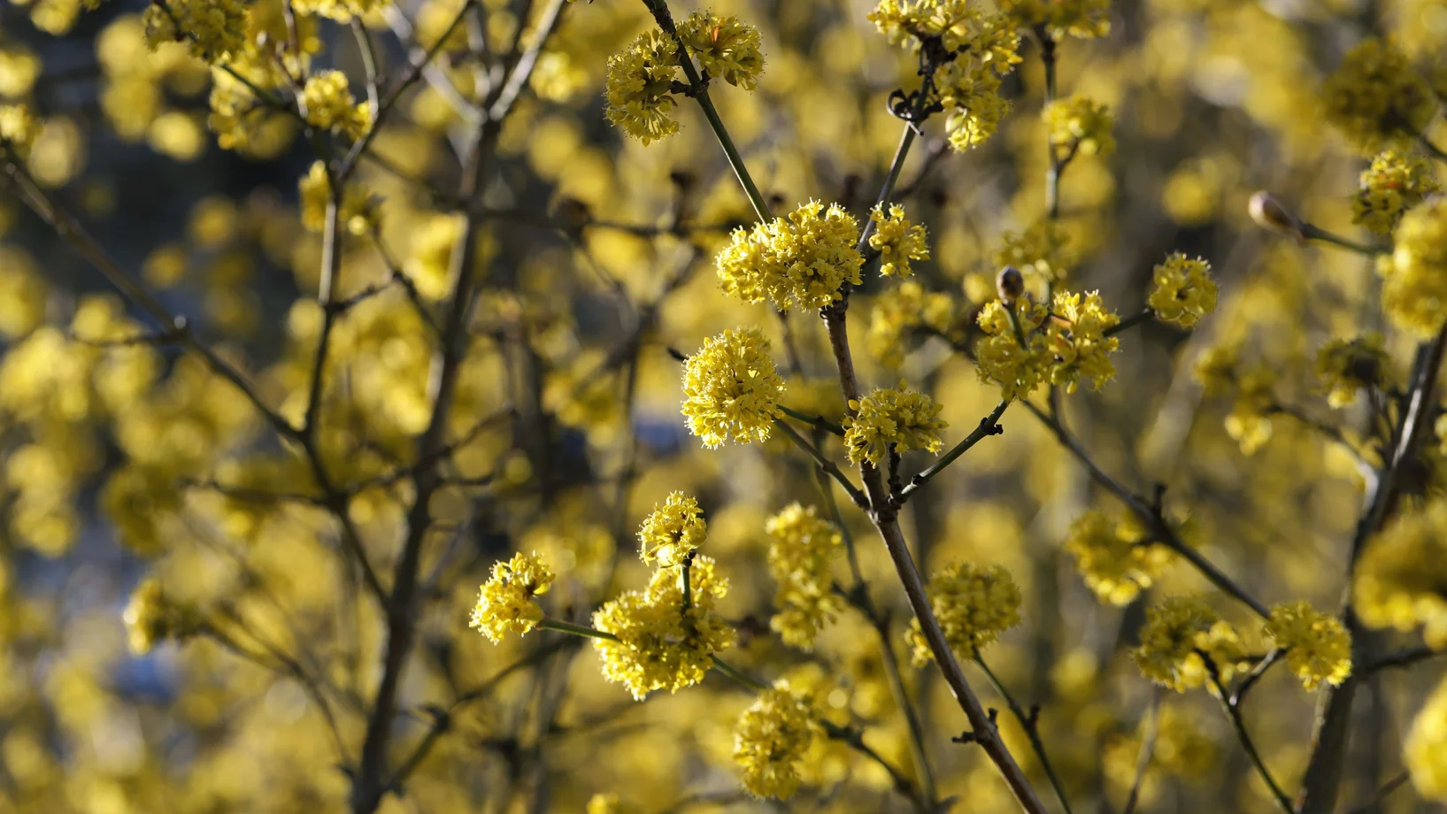 Leuchtend gelbe Blüten der Kornelkirsche