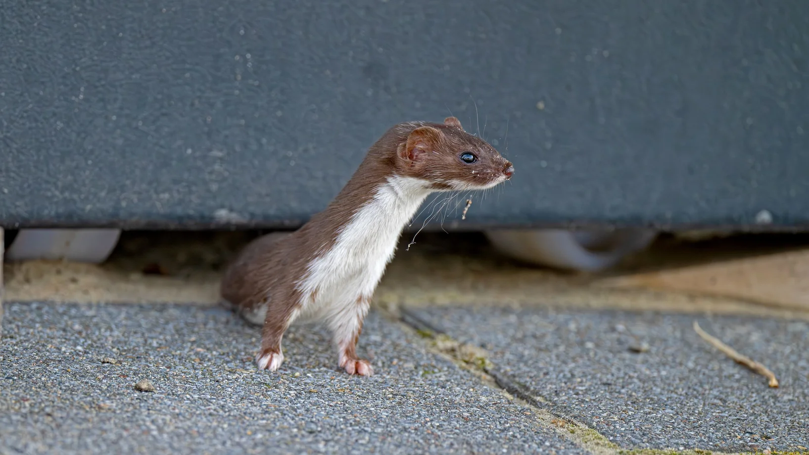 Mauswiesel