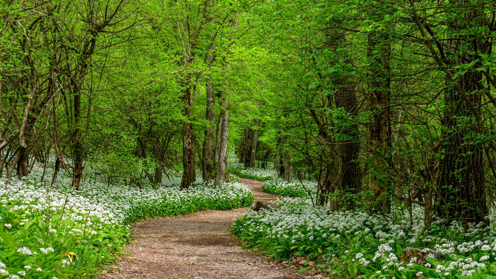 Bärlauch neben einem Waldweg