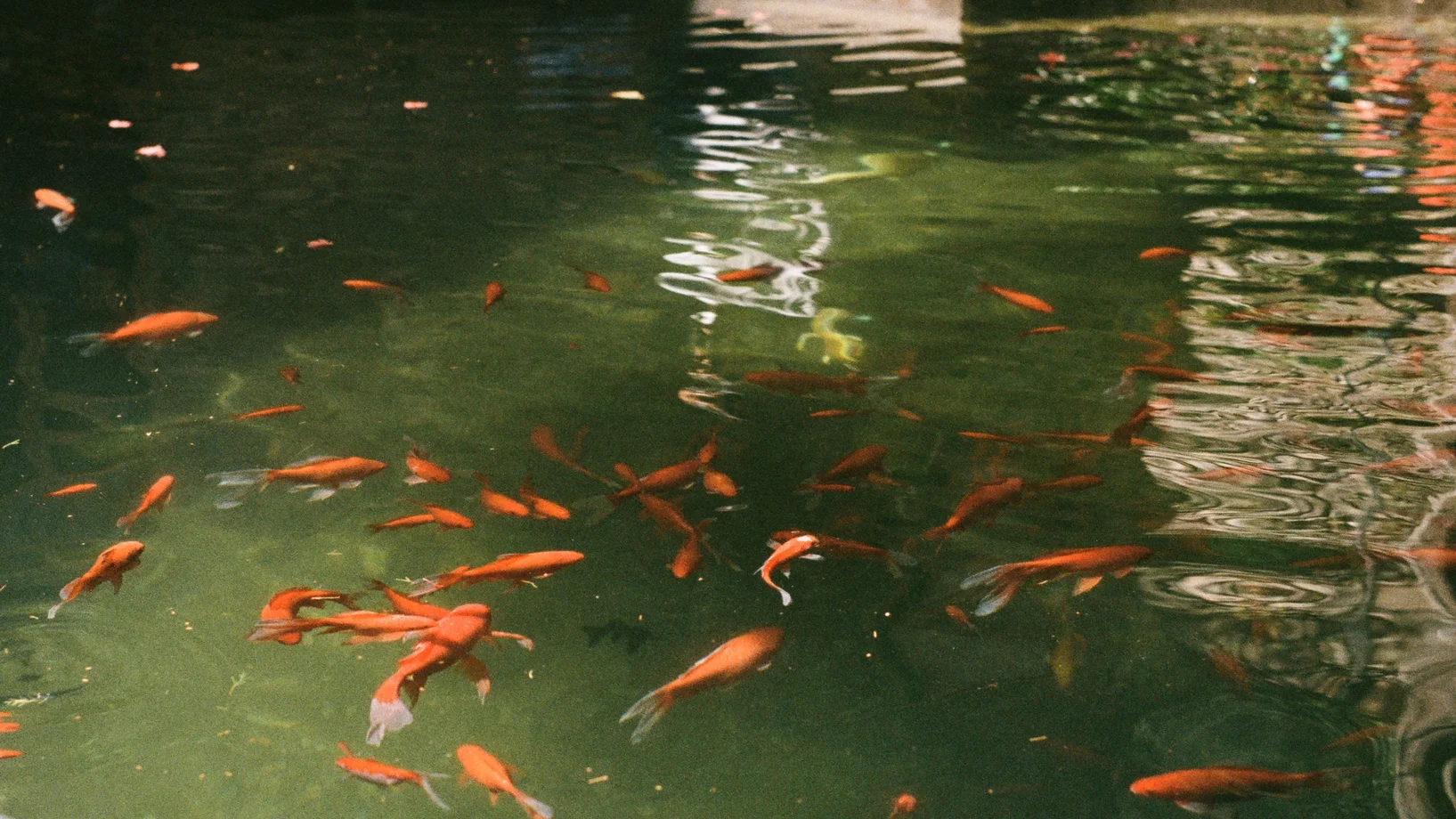 Goldfische in einem Teich