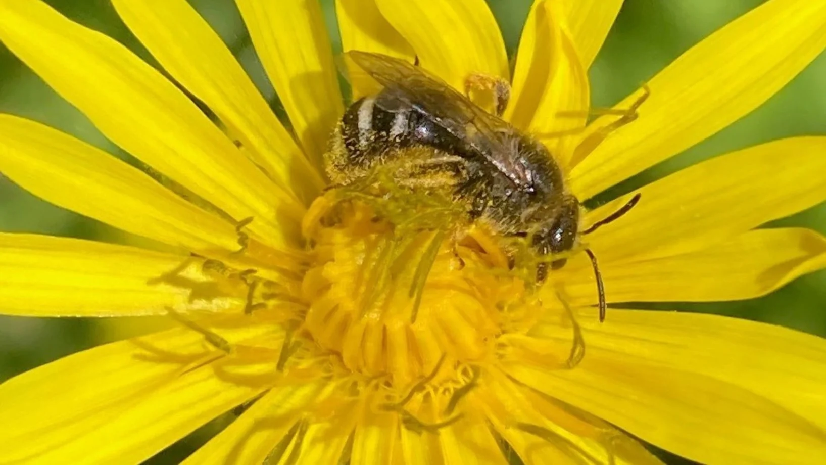 Wildbiene auf gelber Blüte