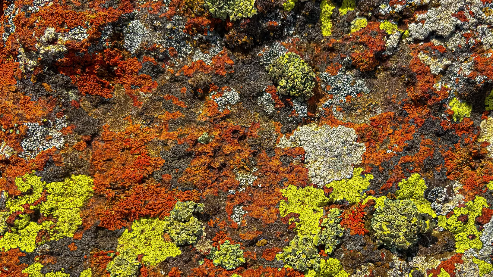 Gelbe, orange und rote Flechten