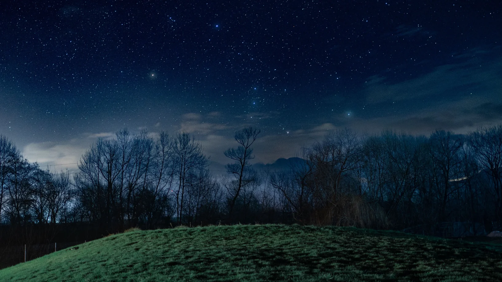 Bäume in der Nacht