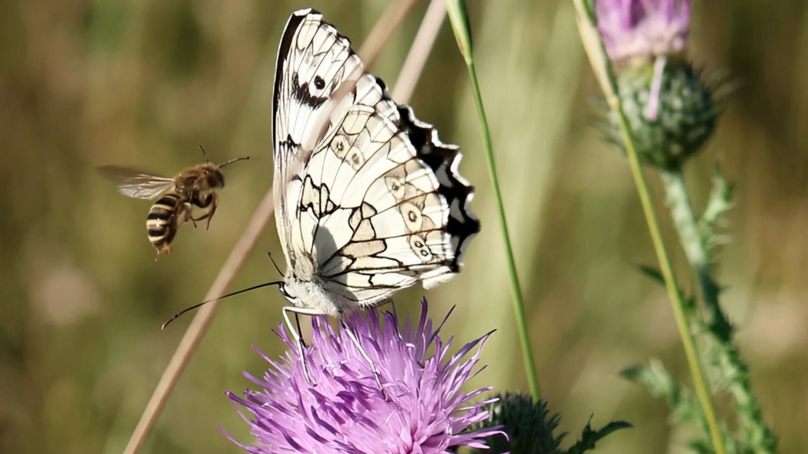 Schmetterling auf Distelblüte