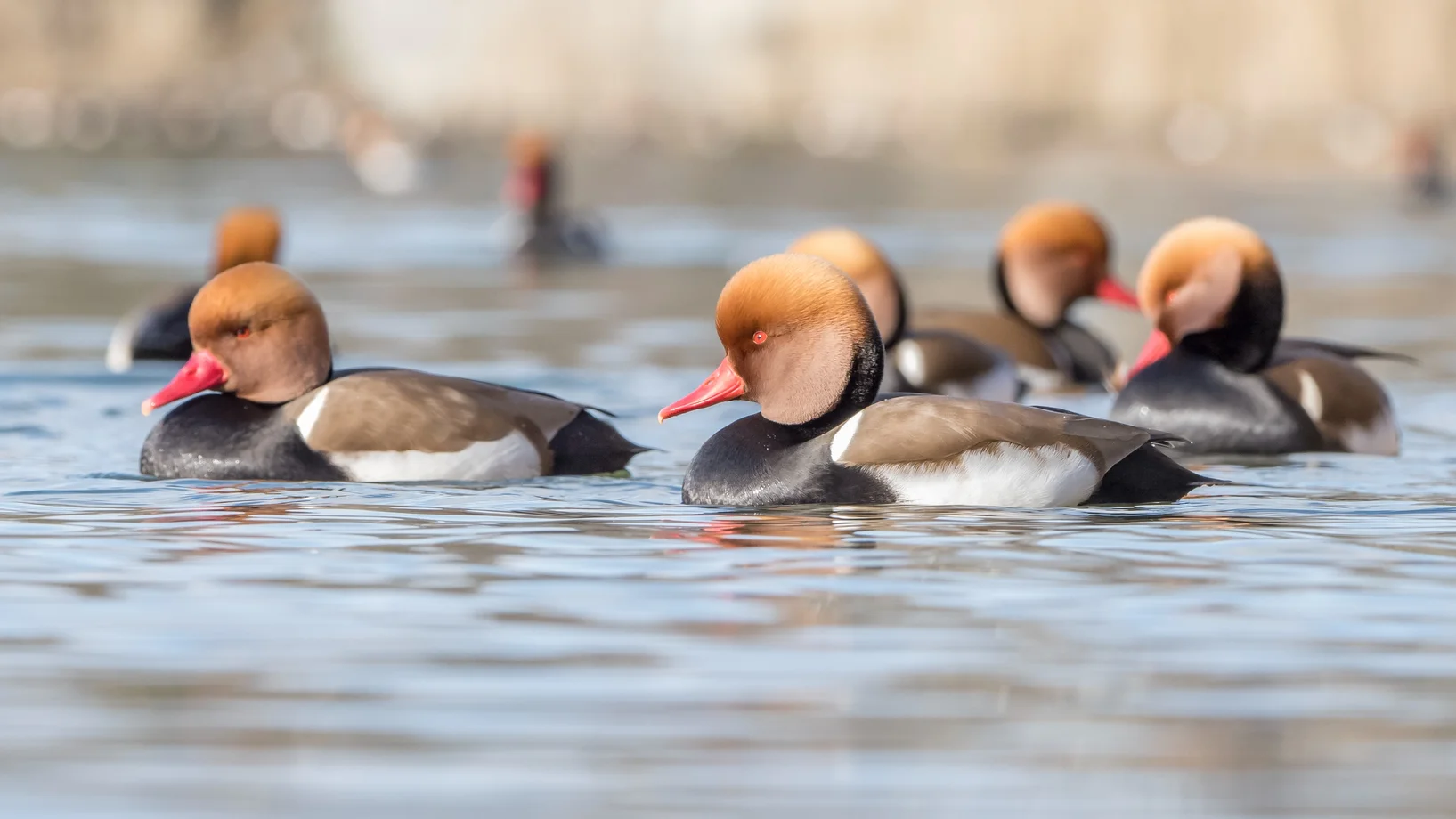 Eine gruppe Kolbenenten auf dem Wasser