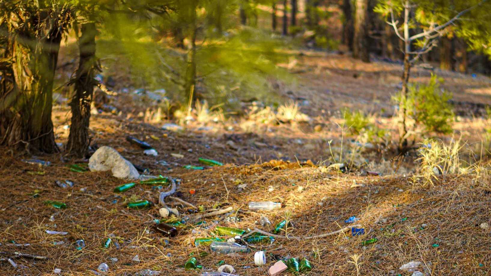 Wald mit vom Abfall übersätem Boden