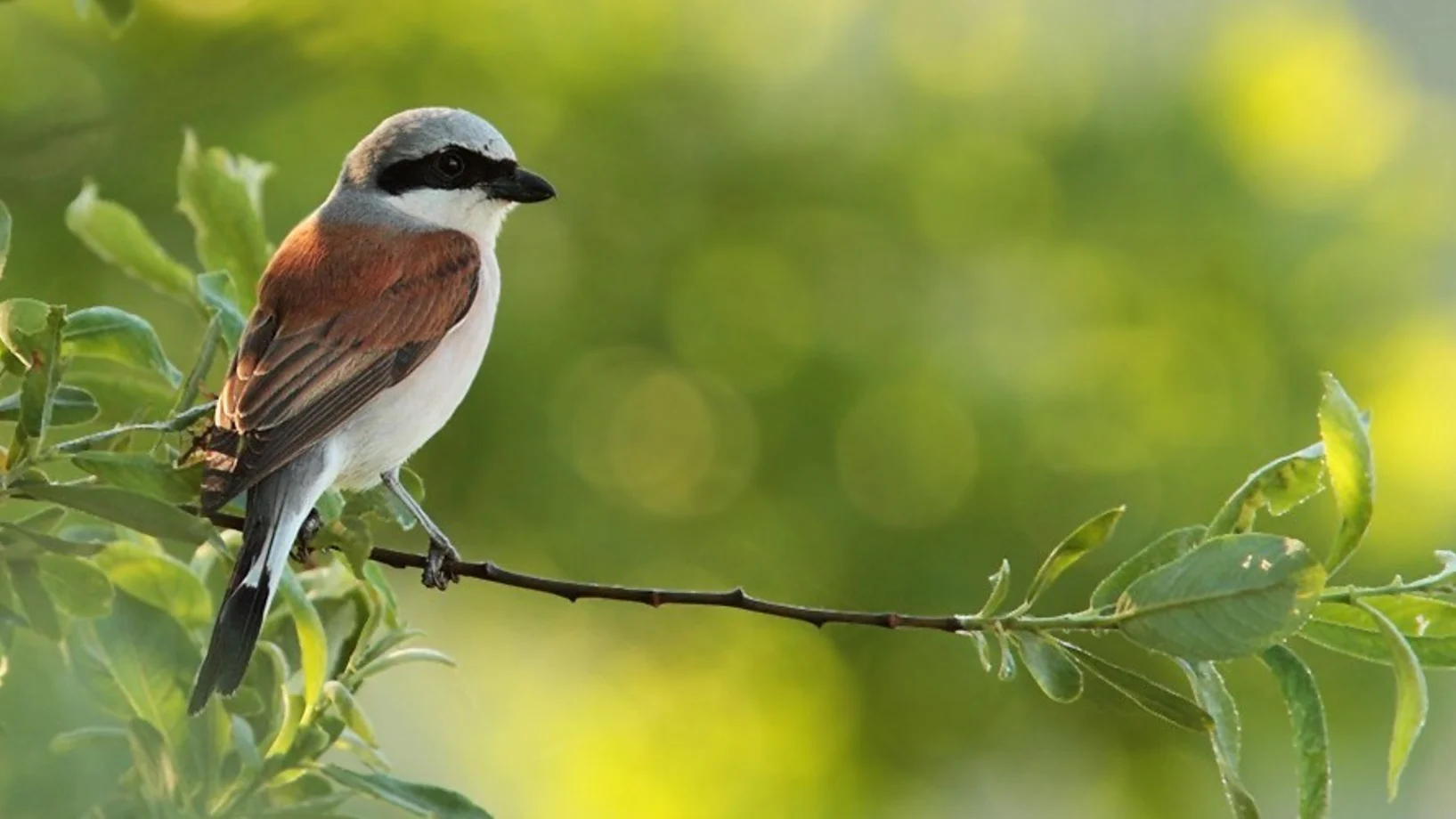 Vogel auf Ast