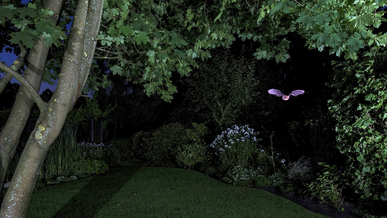 Fledermaus in einem nächtlichen Garten