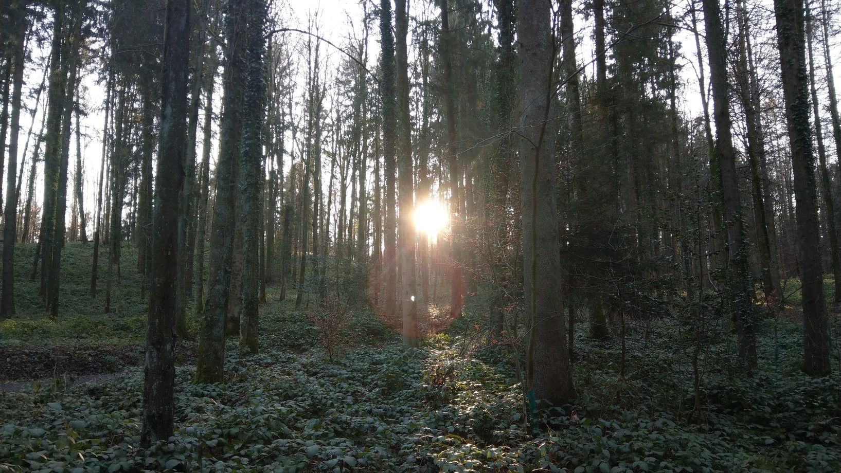 Foto eines Waldes durch den die Sonne hindurchscheint.