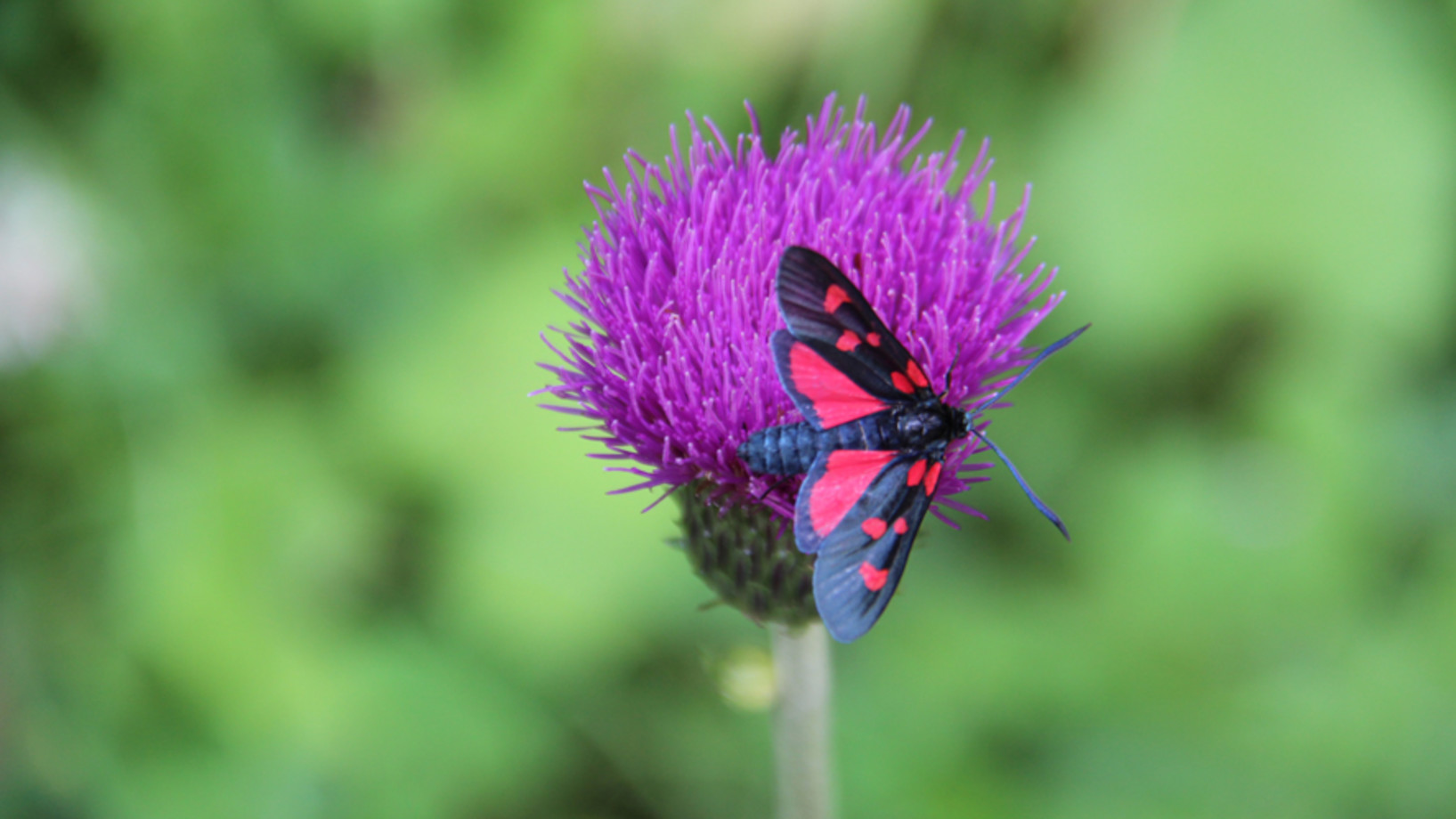 Ein kleiner Schwarzroter Schmetterling, ein sogenanntes Blutströpfchen, sitzt auf einer Distelblüte