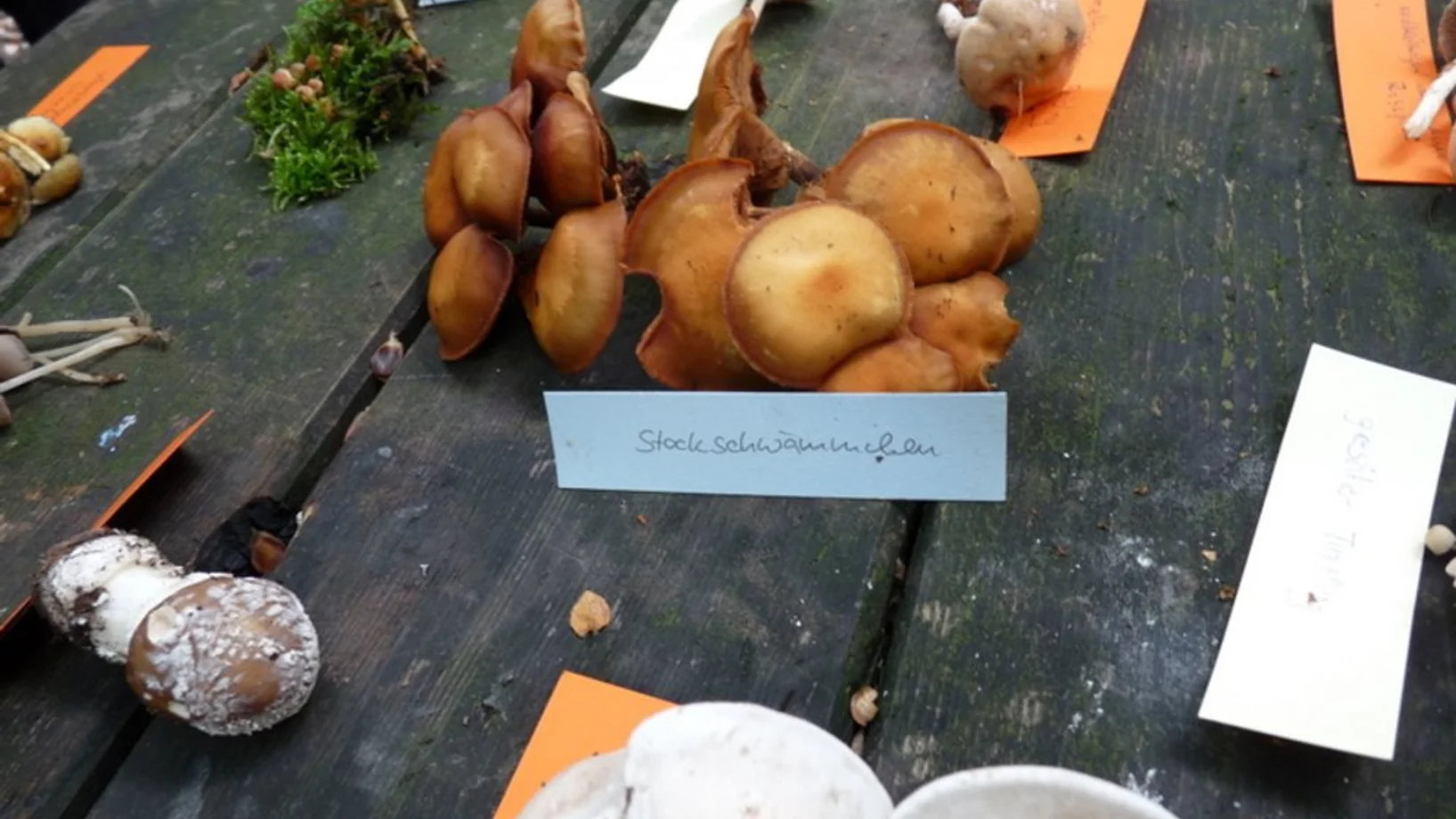 pilz