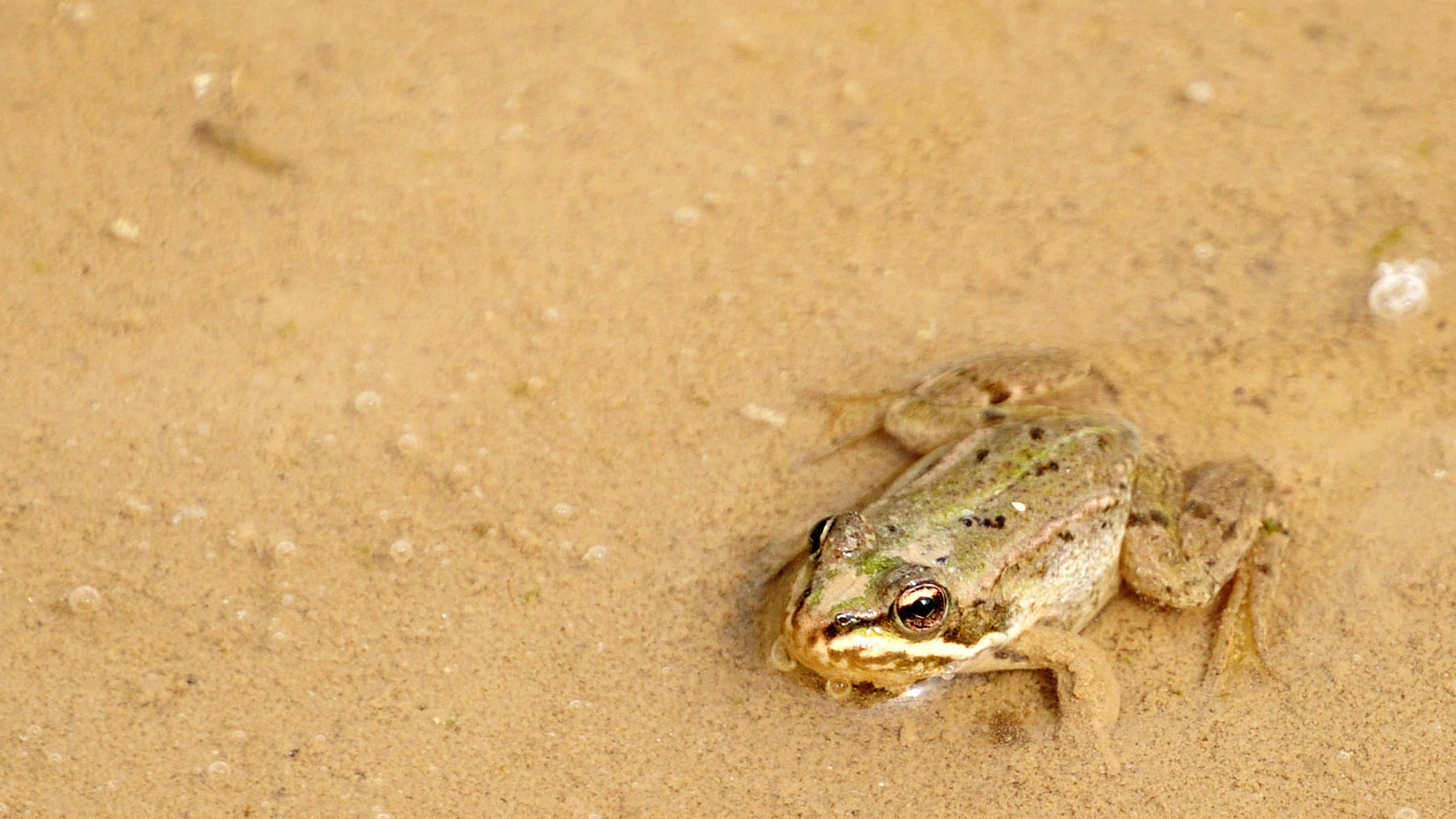 Ein Frosch im Sand