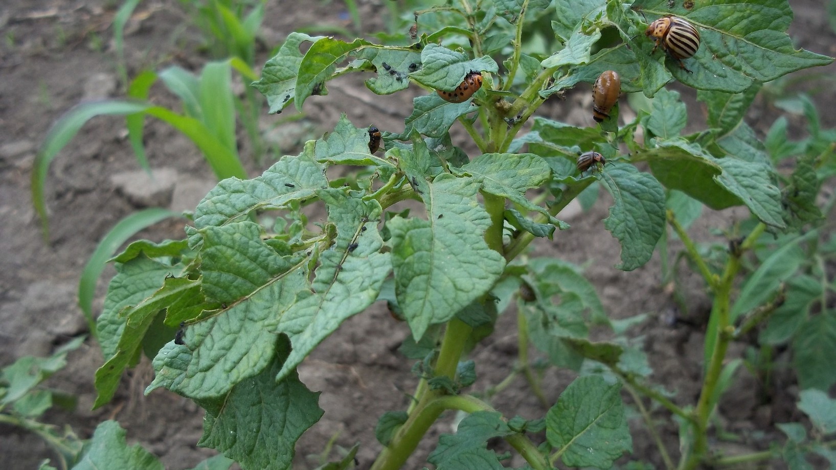 Larven und Käfer auf angefressener Kartoffelpflanze