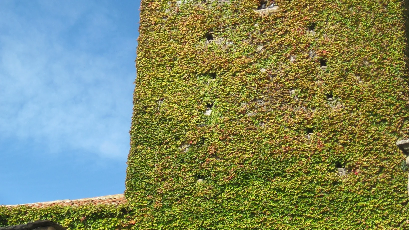 Begrünte Fassade