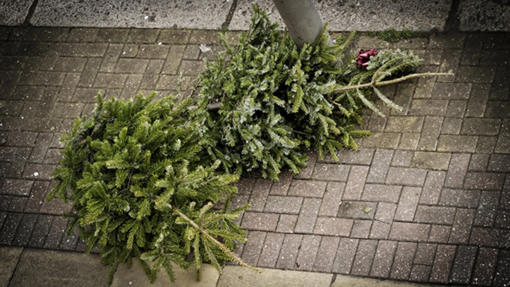 ausgediente Christbäume auf dem Trottoir