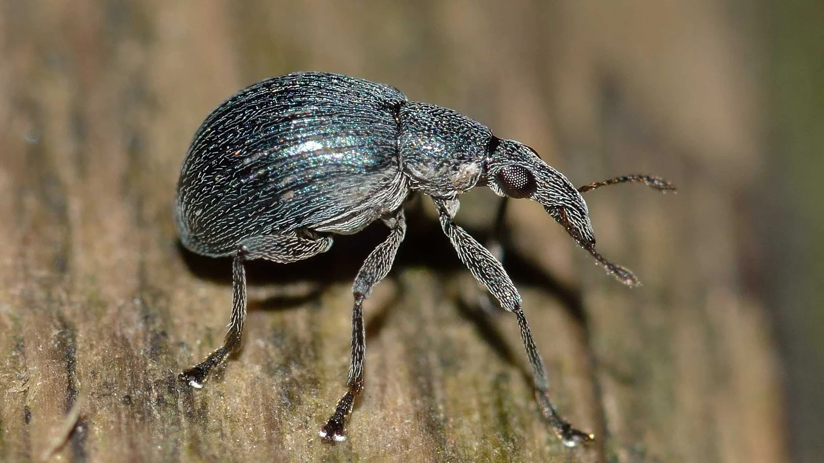 Käfer des Dickmaulrüsslers auf Holz