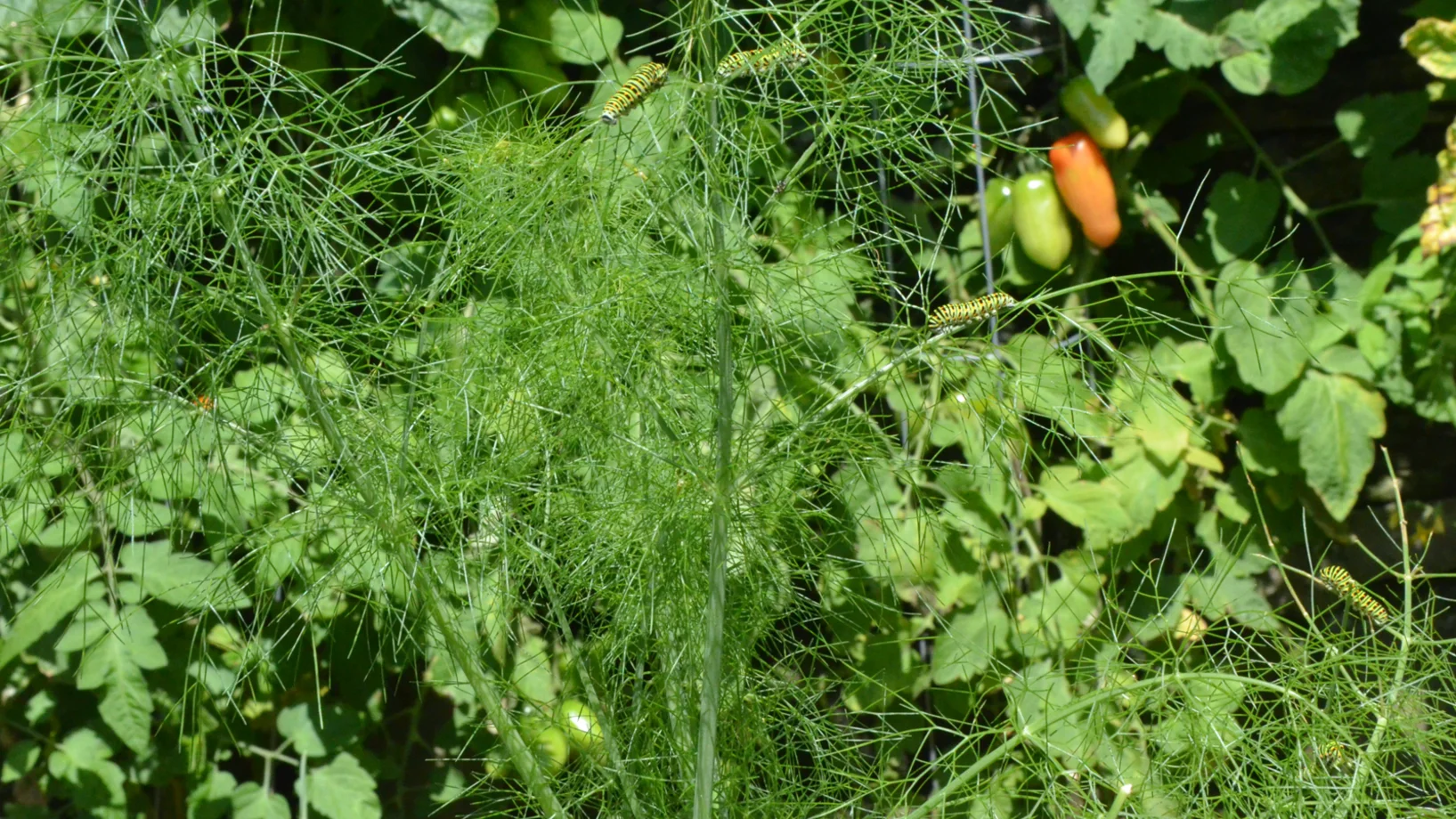 Fenchelpflanze im Garten mit Rüebliraupen