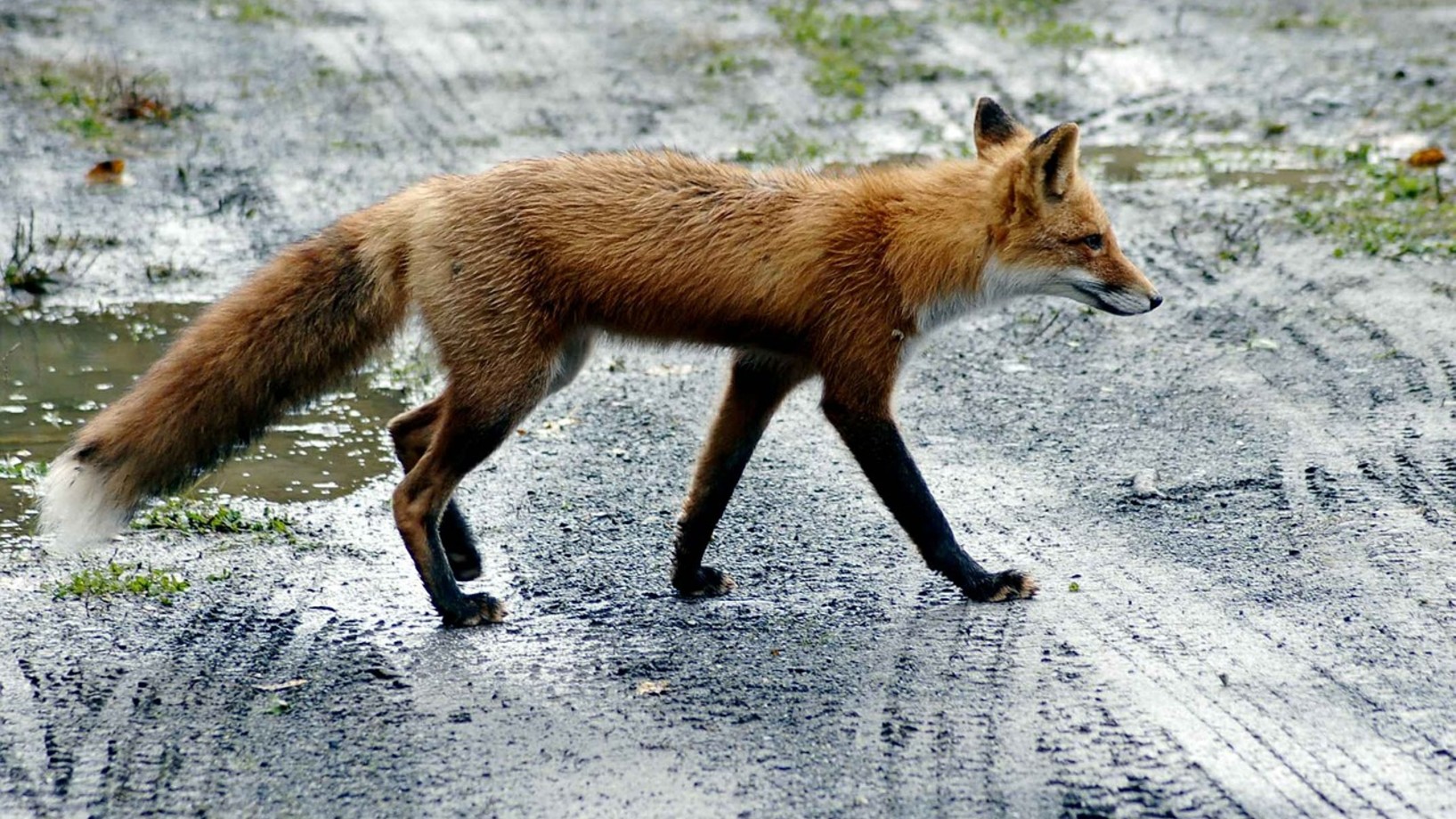 Ein Fuchs trabt über eine offene Fläche