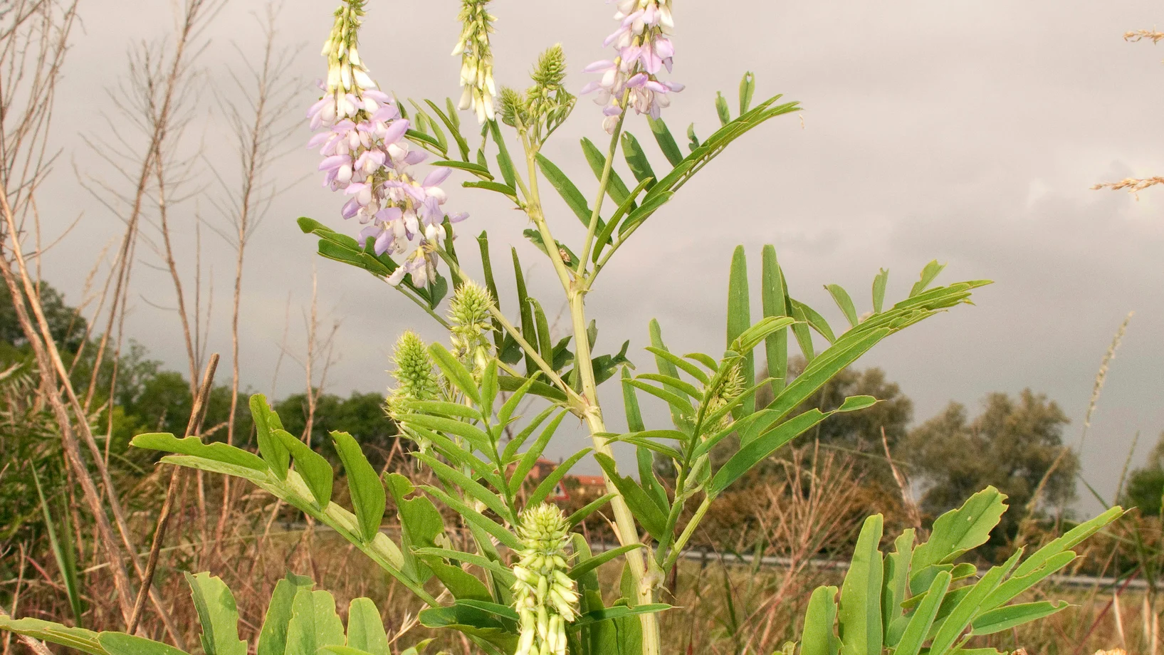 Geissraute mit violetter Blüte