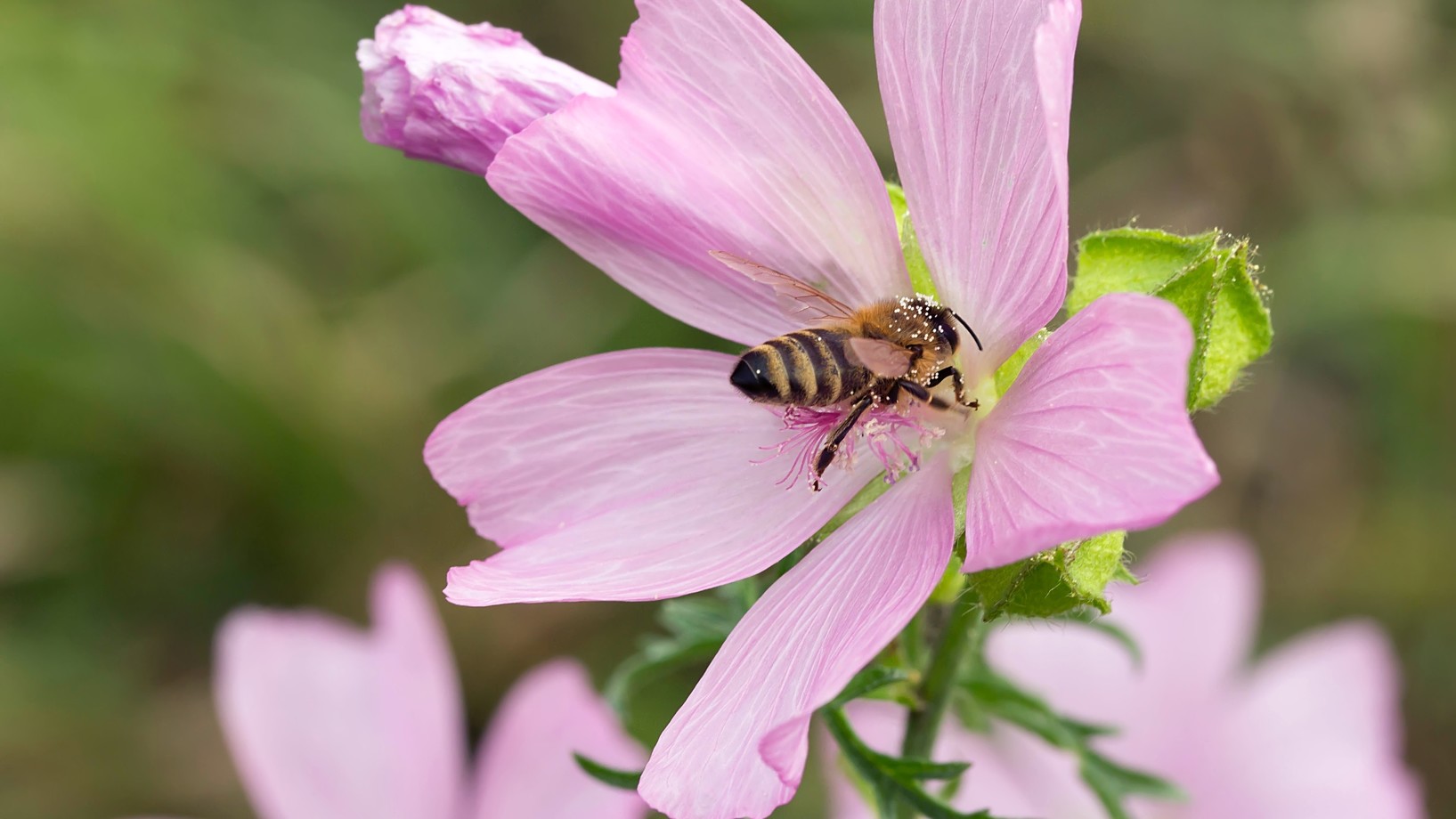 Eine Biene in einer rosa Malvenblüte